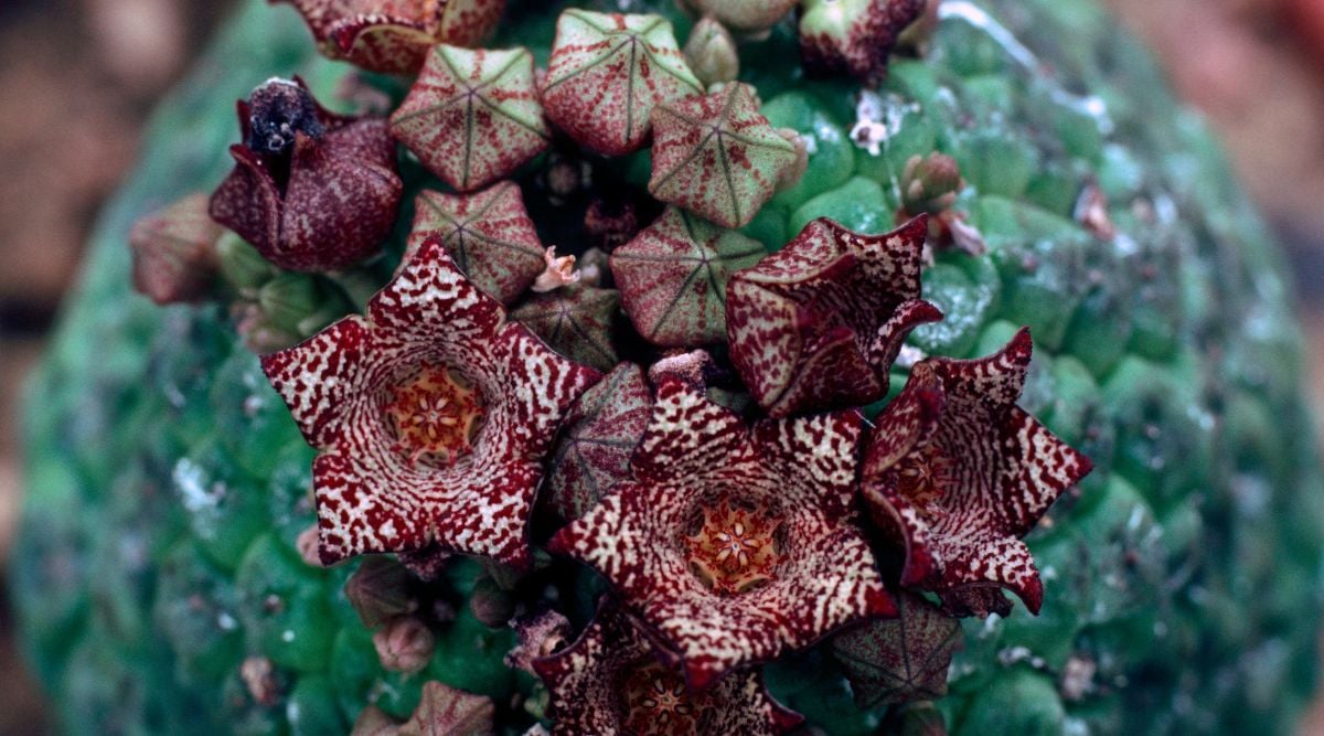 Close up of Flowers of the Larryleachia Succulent