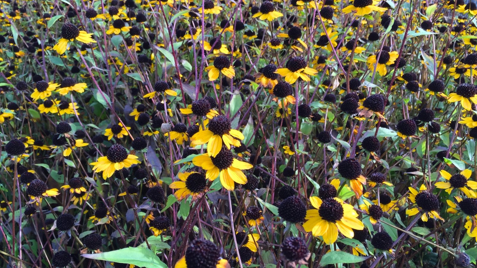 Close-up of blooming and faded flowers of Rudbeckia trilobata, showing bright yellow daisy-like flowers with distinct black centers, which, once faded, transform into dry seedheads, maintaining their characteristic cone shape.