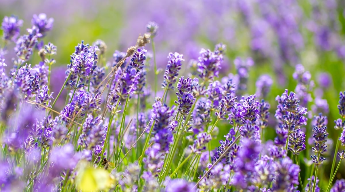 Close-up of blooming lavender. The plant produces slender, linear leaves with a silvery-gray hue. The flower spikes, rising above the foliage, display clusters of small, tubular flowers in shade of purple.