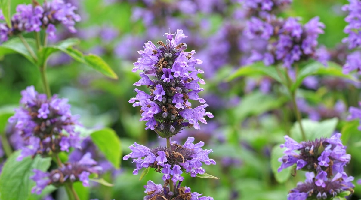 Close-up of a flowering Agastache plant in a sunny garden. The plant is an upright spikelet of tubular, two-lipped bright purple flowers.