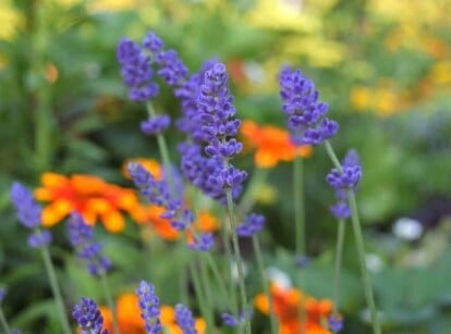 lavender companion plants