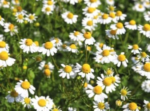 A patch of low-growing white and yellow chamomile blooms makes a great lawn replacement.