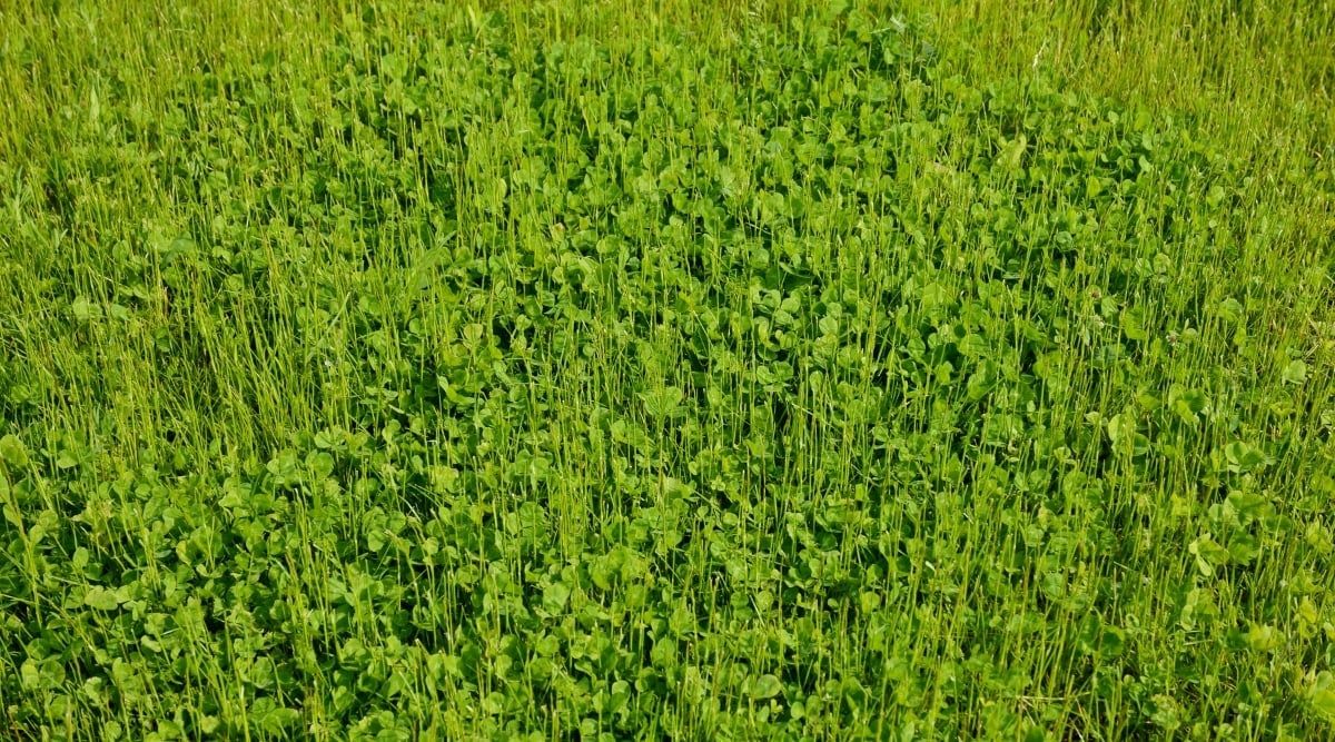 Dense cluster of Microclover featuring green leaves that are small and trifoliate, with a crescent-shaped spot on each leaflet. Its stems are slender, upright, and green.