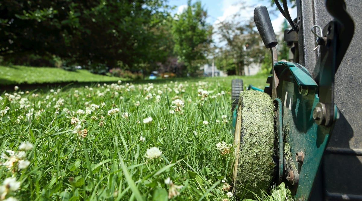 The lawnmower trims the long grass of clover, revealing its lush green leaves and charming white flowers. The clover leaves are tender and inviting, while the white blossoms add a touch of elegance to the meadow.
