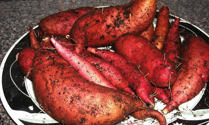 Leave dirt on sweet potatoes