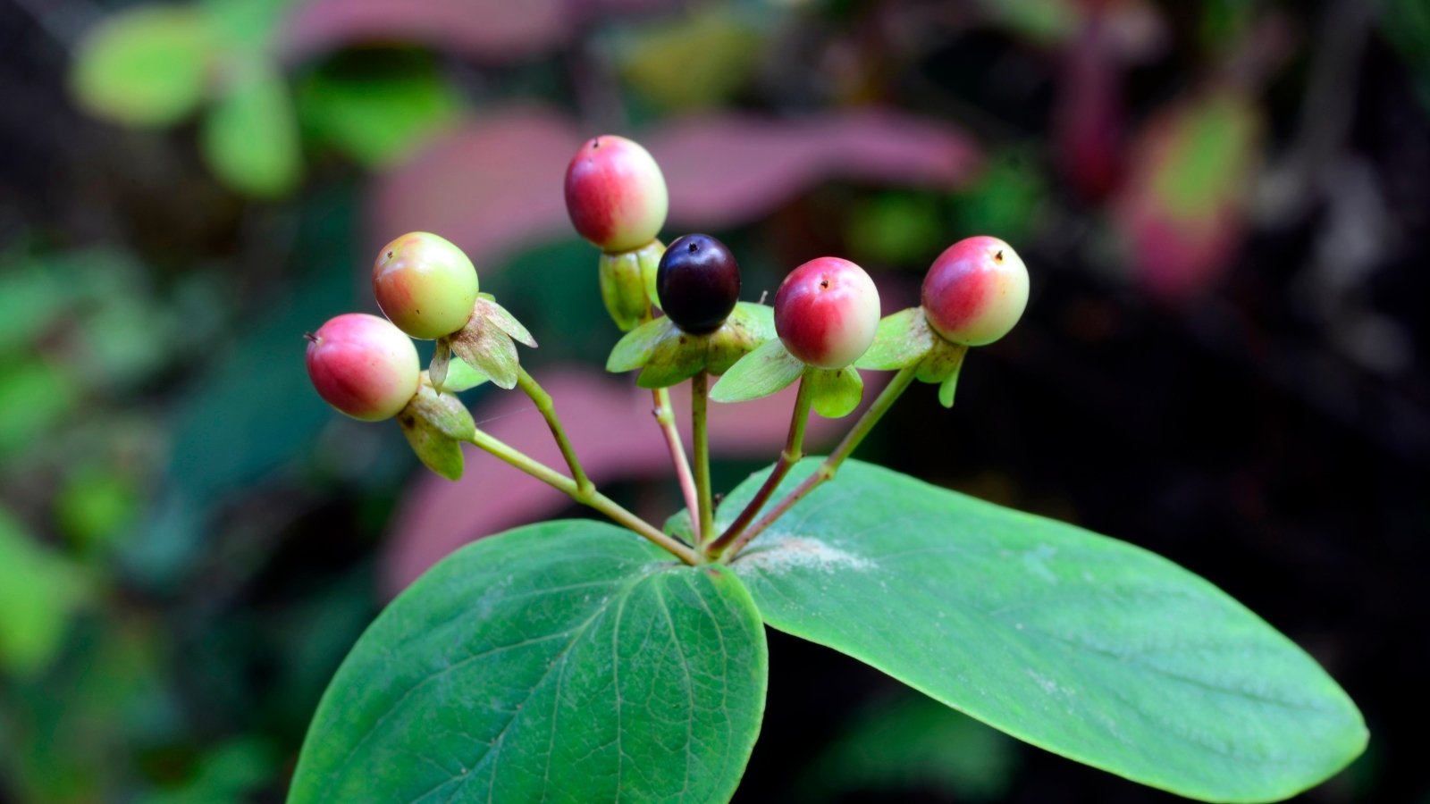 Dark and pink Shrubby St. John’s wort berries rest gracefully atop leaves, creating a vivid scene of nature's hues blending harmoniously in a woodland setting.