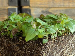 Lemon balm microgreens