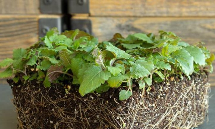 Lemon balm microgreens