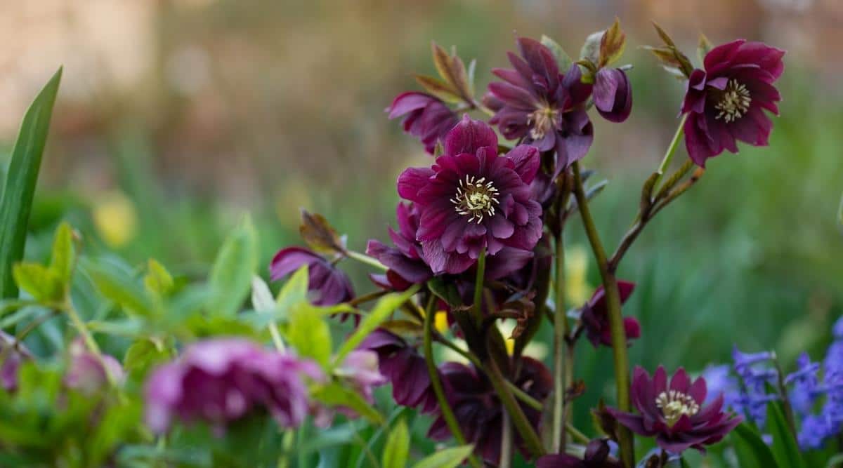 Lenten Roses