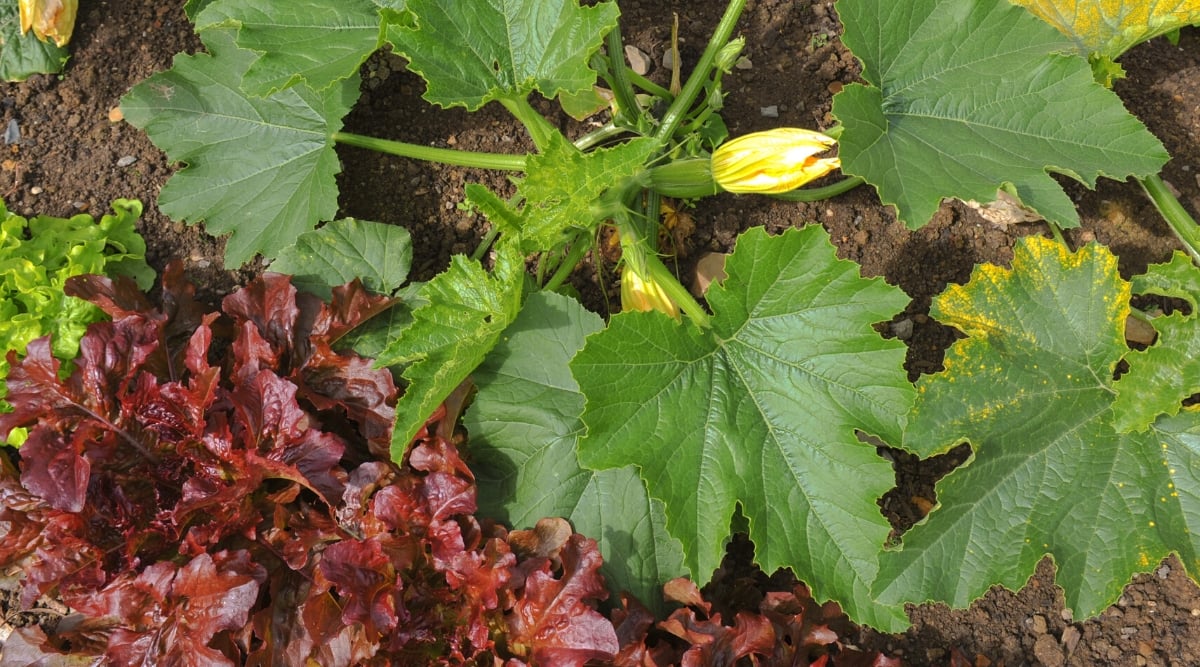 Top view, close-up of growing zucchini and lettuce in the garden. Zucchini has thick, strong, hairy stems and large, broad, lobed dark green leaves. Zucchini fruits are oval, green, with orange-yellow flowers. Lettuce has large oval purple-burgundy leaves with curly edges.