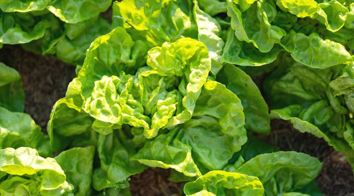 Close-up of a growing lettuce in a sunny garden. It is a leafy green vegetable with a rosette form. The leaves form a loose head. Lettuce leaves are broad, bright green in color, with a glossy and wrinkled texture.