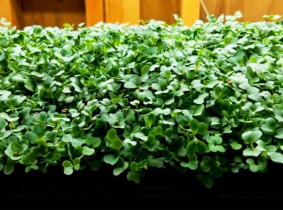 Lettuce Microgreens