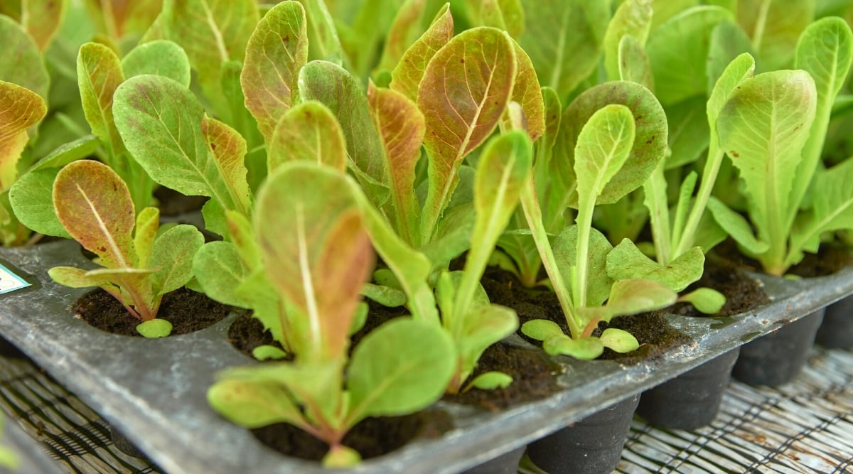 Close-up of lettuce seedlings in seedling trays in a greenhouse. Lettuce seedlings exhibit a charming and distinctive appearance characterized by tender, elongated stems and delicate, vibrant green leaves. The leaves are oval, with slightly serrated edges.