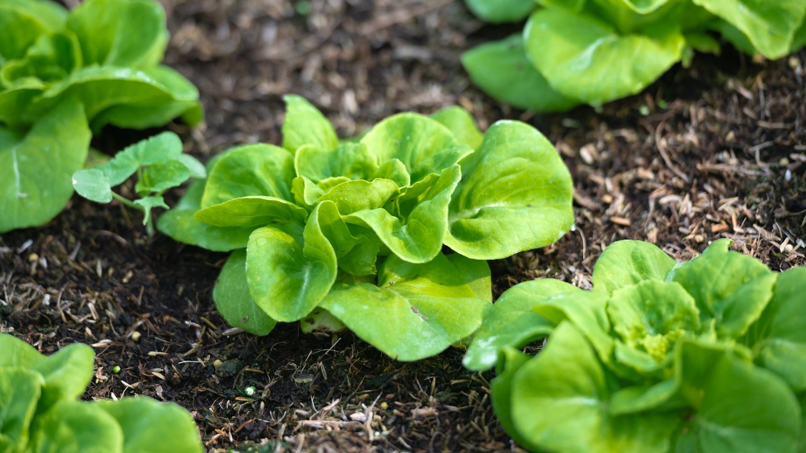 Close-up of lettuce growing in a garden bed. Lettuce is characterized by its loose or compact arrangement of crisp, leafy greens. The leaves are round, with a slightly wrinkled texture. Their color is light green.