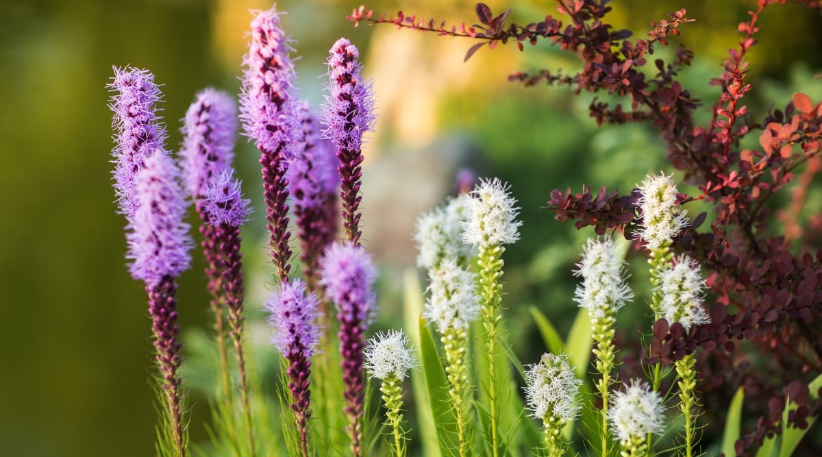 A focused image of Liatris  with dense flower spikes in purple, pink, and white shades.
