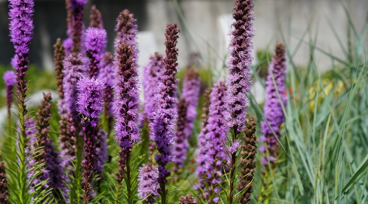 Close-up of a blooming Liatris spicata plant against a blurred background in a garden. The plant forms upright strong stems. The stems are unbranched and covered with fine hairs. They grow from basal rosettes and are crowned with dense cylindrical peduncles. The leaves of Liatris spicata are long, narrow, herbaceous, dark green in color. They grow in basal tufts at the base of the plant and along the underside of the stems. The flower stalks, high above the foliage, consist of many small, densely packed dark purple inflorescences.