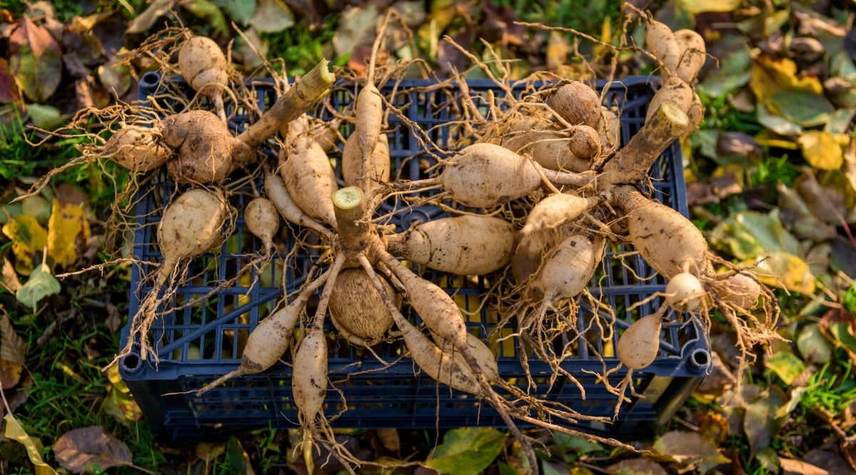 A close-up displays dahlia tubers with intricate roots that are carefully arranged on a blue container. Their gnarled, organic shapes contrast with the surface of the container. Around them, dead fallen leaves evoke the changing seasons, a reminder of nature's cyclical rhythms.
