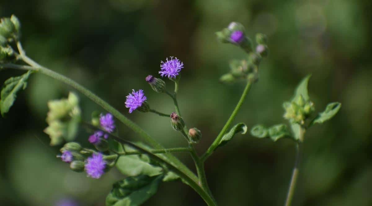 Lilac Tasselflower