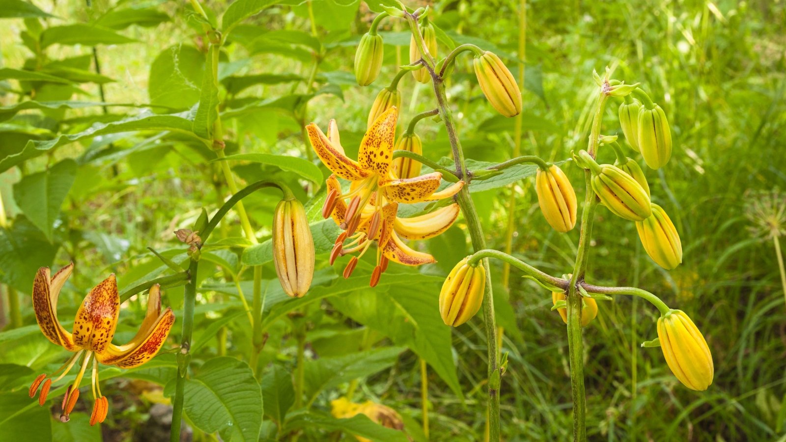 Rich golden-yellow flowers with recurved petals bloom in layered whorls on tall, elegant stems, surrounded by narrow, pointed leaves.
