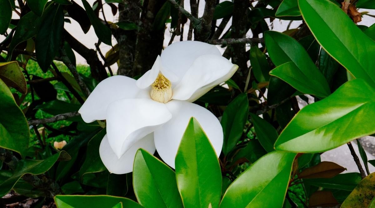 Lily Tree