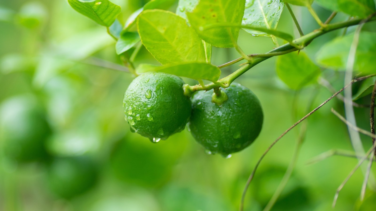 A close-up of plump green fruits capture the essence of ripeness, ready to burst with citrusy flavor. The leaves, a vibrant emerald, dance in the sunlight, showcasing nature's artistry. Both fruits and foliage glisten with droplets of water, refreshing and invigorating.