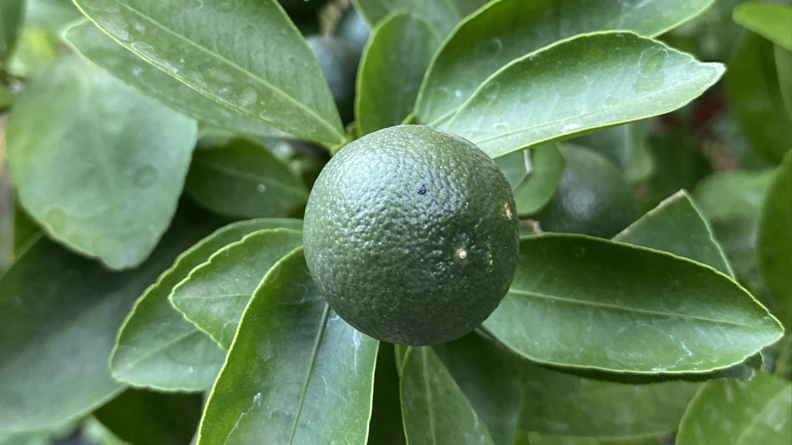 A close-up reveals a vibrant green fruit, its surface textured with tiny bumps. In the background, lush green leaves dance in the breeze, their glossy surfaces reflecting the sunlight, adding a lively backdrop to the fruit.