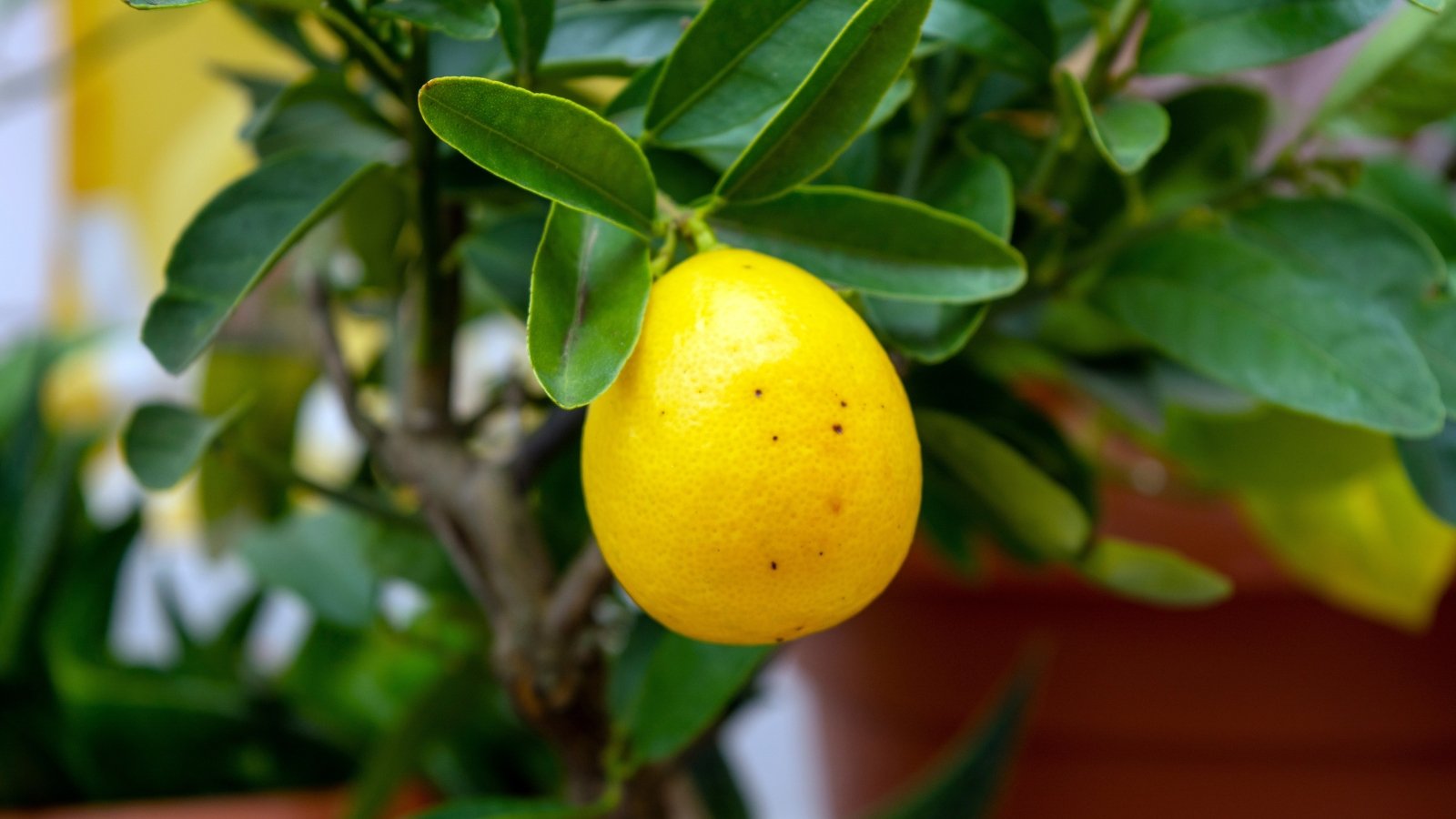 A close-up of a branch reveals a single yellow fruit, ripened to perfection. Surrounding it are lush green leaves and brown branches, blending into the blurred background, a testament to nature's intricate beauty.