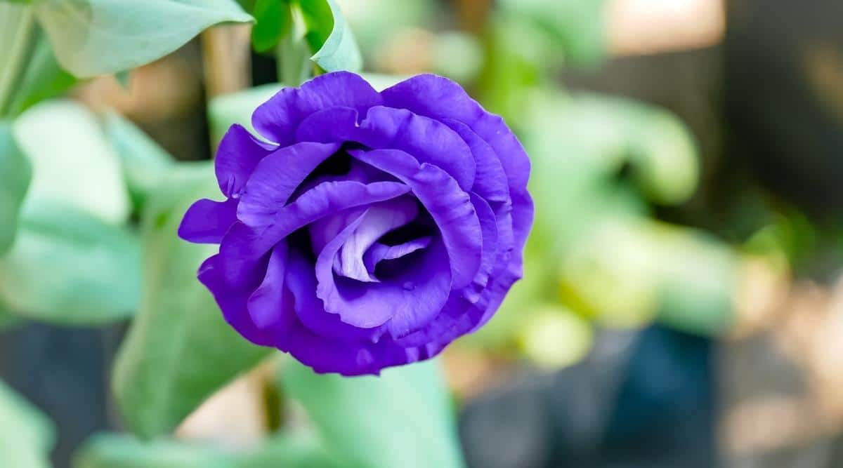 Lisianthus