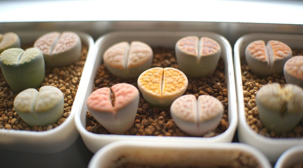 Lithops With White and Yellow Flowers