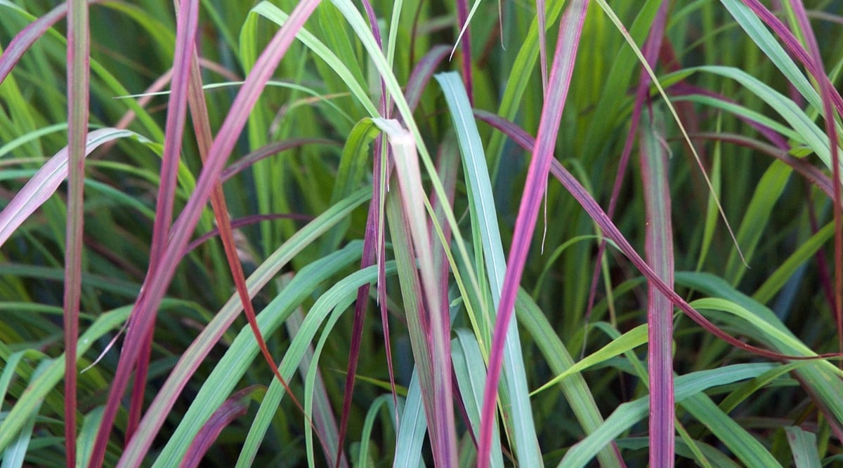 A close-up showcasing the intricate beauty of bicolored bluegrass blades. The lush, vibrant green blades intermingle gracefully with delicate shades of purple. This close-up reveals the intricate tapestry of nature's palette.
