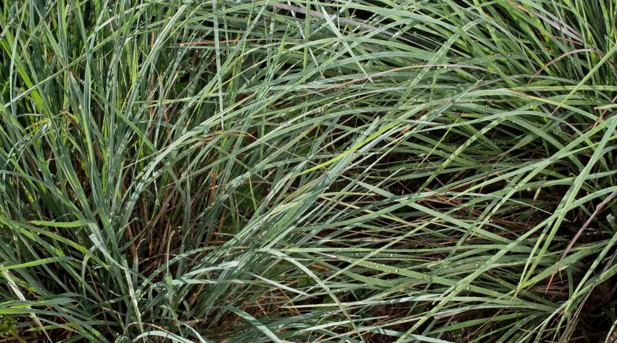 A close-up of little bluestem grass basking in the warm, golden sunlight of a tranquil morning. Each slender blade of grass sparkles with delicate water droplets, creating a mesmerizing, dew-kissed spectacle in nature's embrace.