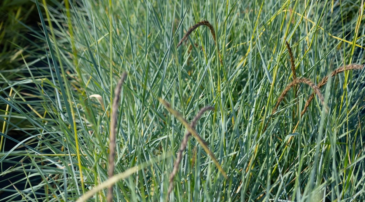 Green little bluestem grasses gently sway in the warm sunlight, showcasing their vibrant shade. Standing tall and slender, these grasses create an enchanting scene, their delicate stems bending gracefully in the gentle breeze.