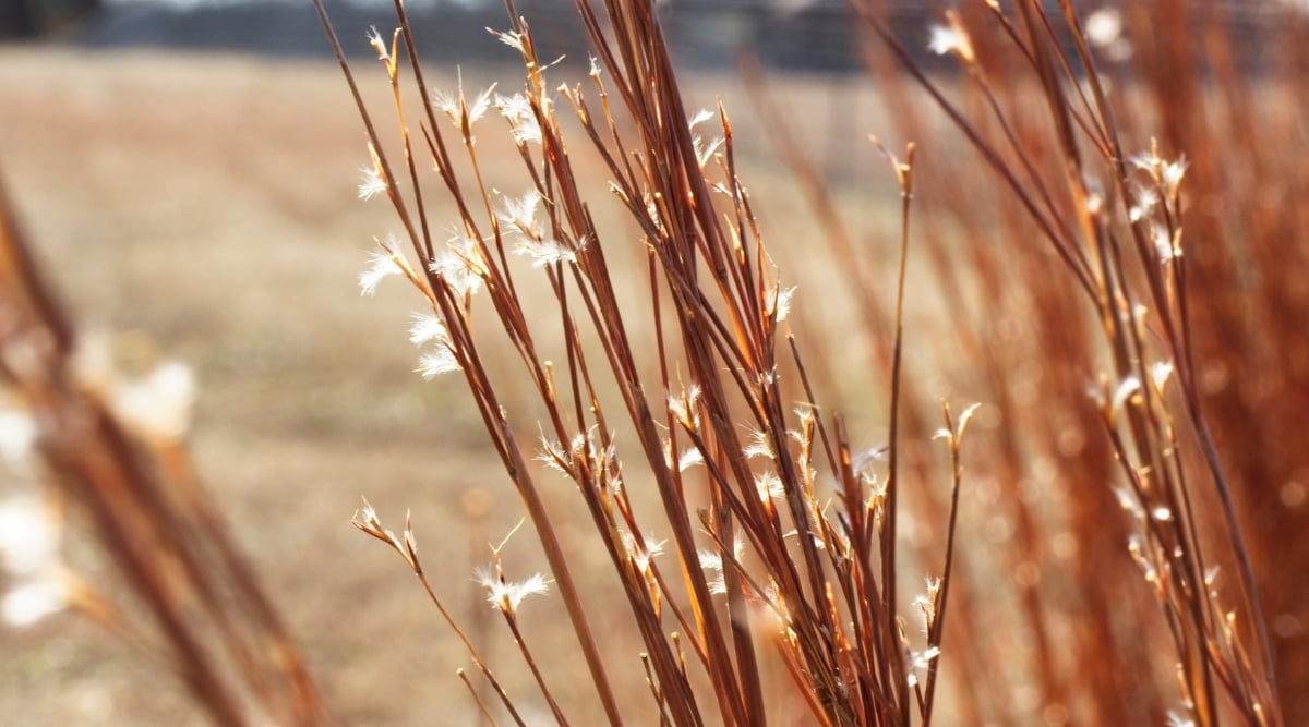 A close-up of little bluestem grass reveals its distinctive brown hue, which deepens to a warm, earthy tone.  The slender blades of little bluestem are adorned with delicate white fuzzy seedheads, adding a touch of elegance to the grass.
