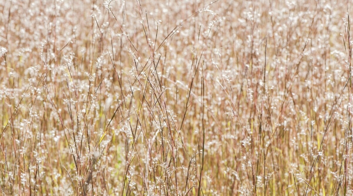 A cluster of little bluestem grasses, standing tall in a rich brown hue. These delicate grasses are adorned with countless tufts of soft, white seedheads that resemble fluffy cotton candy.