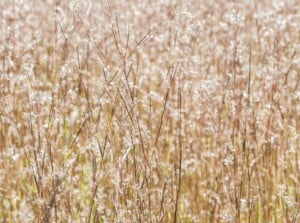 A cluster of little bluestem grasses, standing tall in a rich brown hue. These delicate grasses are adorned with countless tufts of soft, white seedheads that resemble fluffy cotton candy.