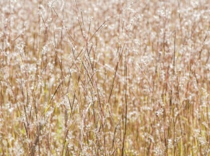 A cluster of little bluestem grasses, standing tall in a rich brown hue. These delicate grasses are adorned with countless tufts of soft, white seedheads that resemble fluffy cotton candy.