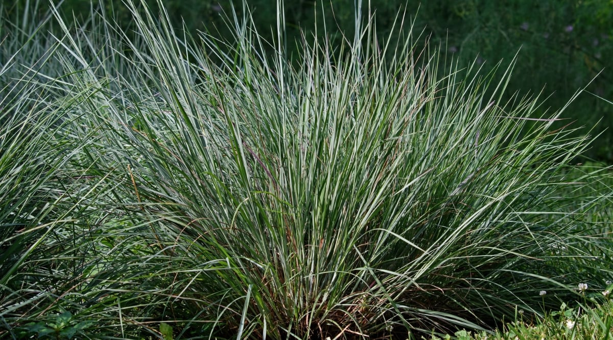 Little bluestem grasses, with slender, spiky blades, stand tall. Each blade of grass seems to reach for the sun, its fine texture and subtle coloration adding an elegant touch to the natural scenery.
