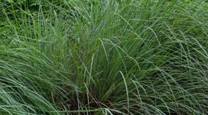 Green little bluestem grasses sway gracefully in the gentle breeze, creating a mesmerizing dance of slender stems and delicate foliage. The vibrant green color of the grasses adds a refreshing and invigorating touch to the landscape.