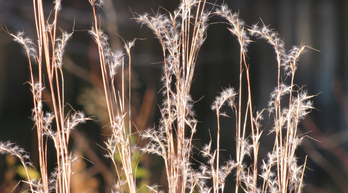 White and fuzzy plumes of the little bluestem sway gracefully in the wind as if dancing with the sun's rays above. Meanwhile, the brown little bluestem stands upright, pointing unwaveringly towards the heavens.