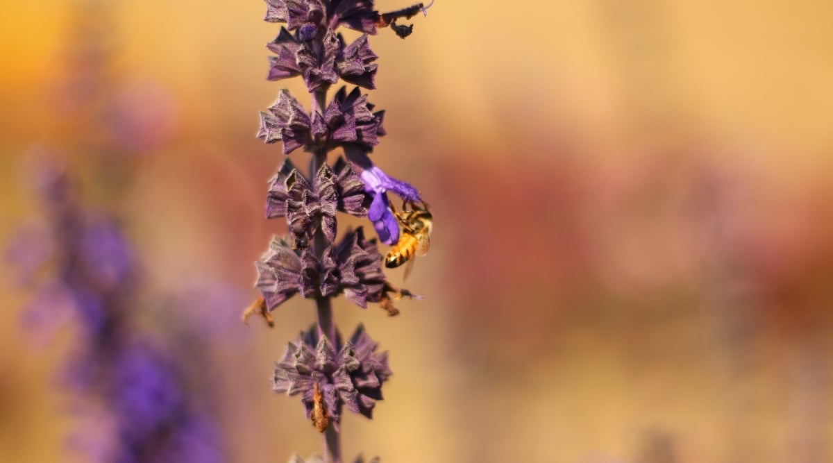 A close-up on the Great Blue Lobelia, showcasing its violet-blue flowers clustered along erect stems. A single bee clings to a vibrant blue petal. The intricate details of the flower and the bee are clearly visible.
