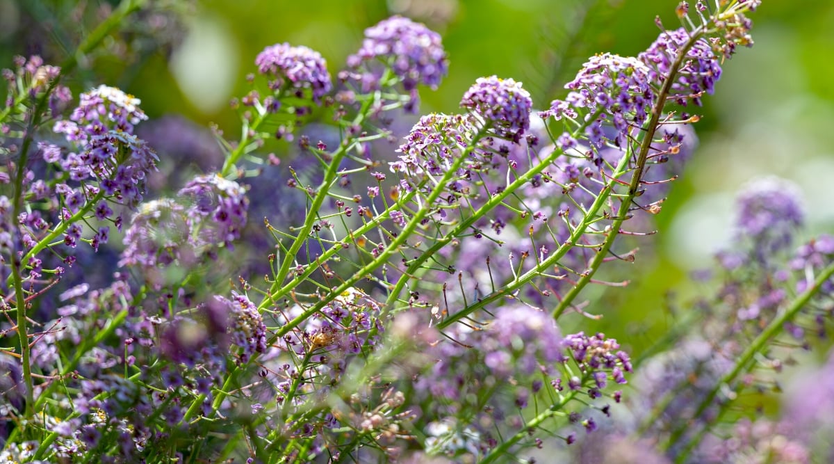 Close-up of a flowering Lobularia plant in the garden. The plant forms low mounds of small, lance-shaped leaves. Sweet alyssum is prized for its abundant clusters of tiny flowers that come in purple. These dainty flowers densely cover the plant, creating a soft and frothy appearance.