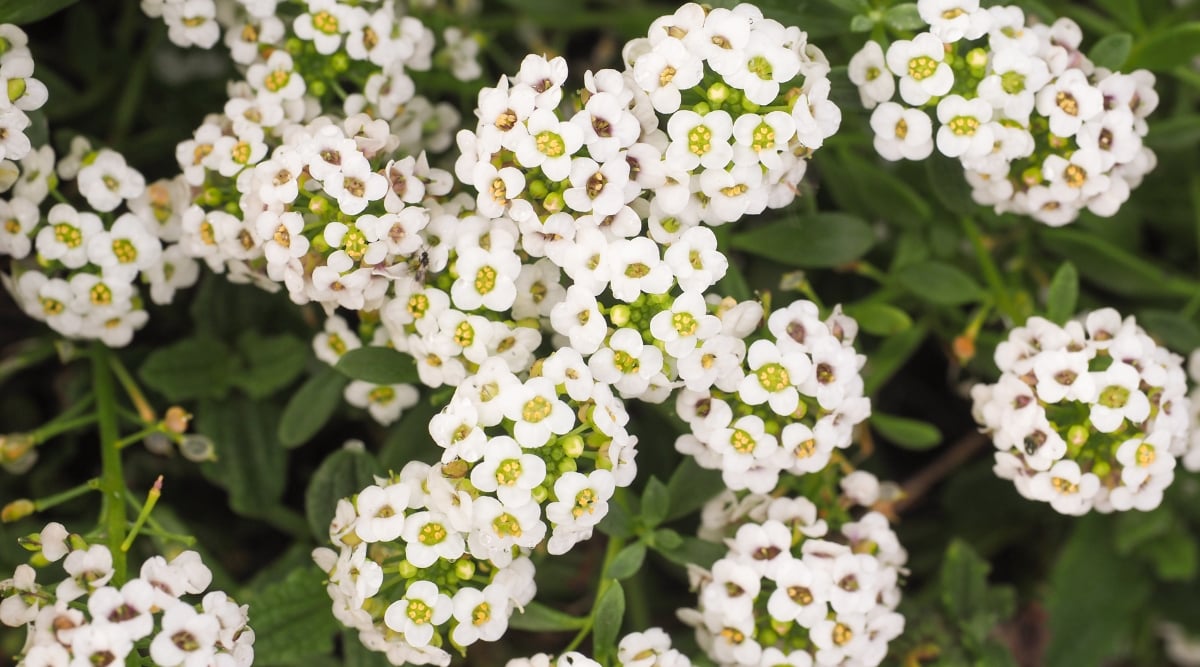 A detailed close-up captures the delicate beauty of white 'Tiny Tim' Sweet Alyssum flowers, showcasing their intricate petals and soft hues. Below the blossoms, the blurred leaves create a subtle backdrop.