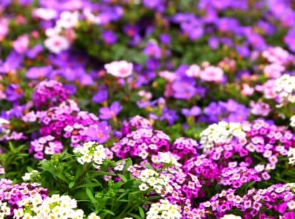 A beautiful display of alyssum flowers and lush leaves creates a picturesque scene. The flowers boast captivating shades of purple and white, blending harmoniously amidst the verdant foliage, offering a delightful spectacle of natural beauty.