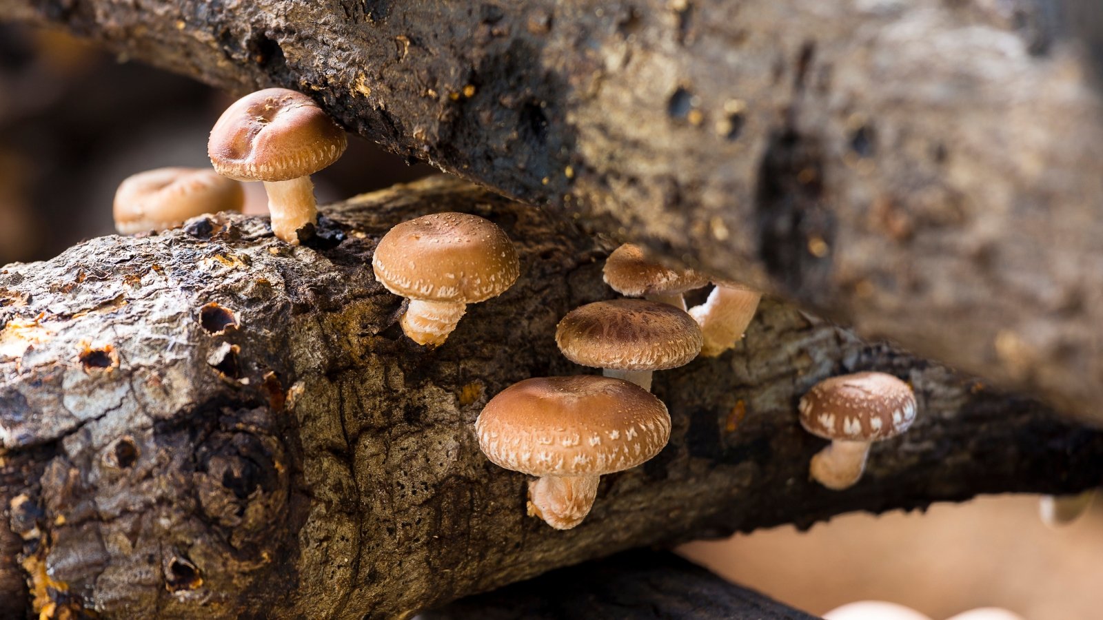 Several caps growing on a textured wooden log, set against a natural background with dappled light.