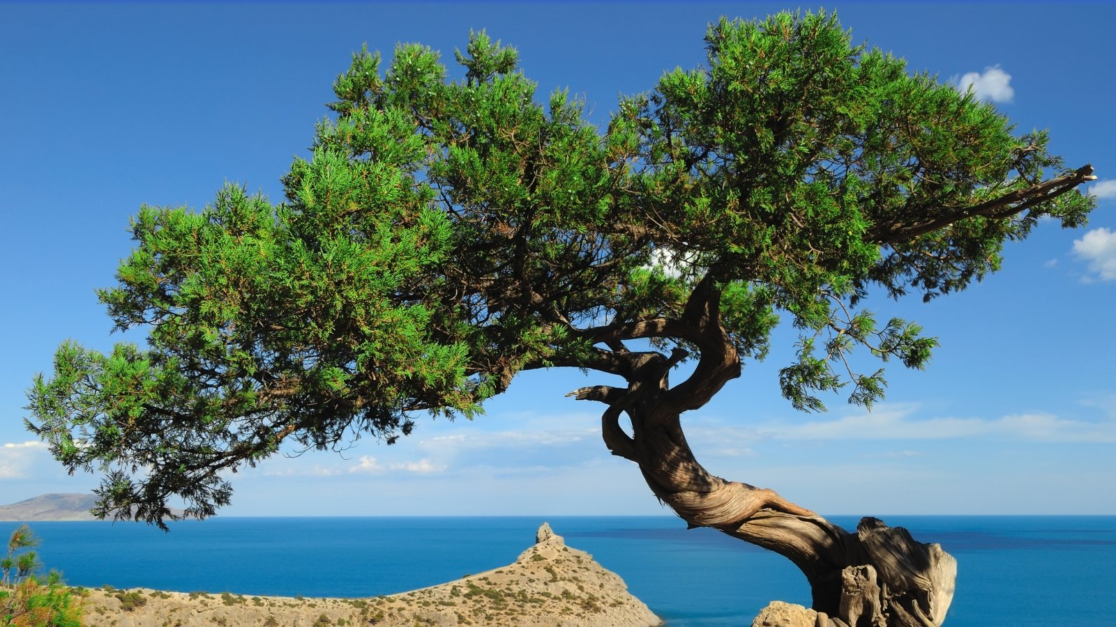 A close-up of a solitary juniper clinging to the edge of a rocky cliff above a serene blue bay, with a sturdy brown trunk and vibrant green foliage catching the sunlight against a backdrop of clear blue skies.