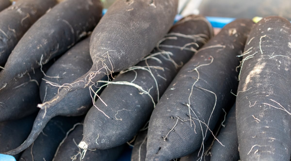 Close-up of ripe roots of a Long Black Spanish radish. The roots are large, oblong, cylindrical, covered with black skin.