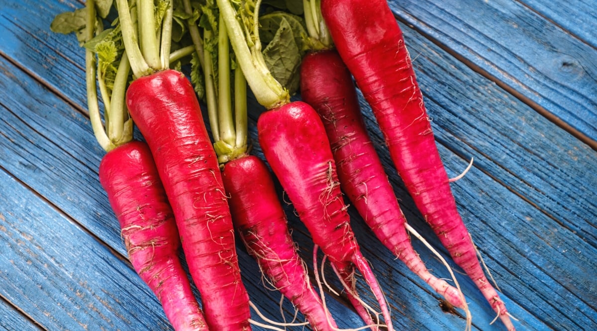 Top view, freshly picked ripe Long Scarlet radishes lie on a blue wooden surface. The Long Scarlet radish is an oblong, carrot-like root vegetable with bright red skin and a white flesh.
