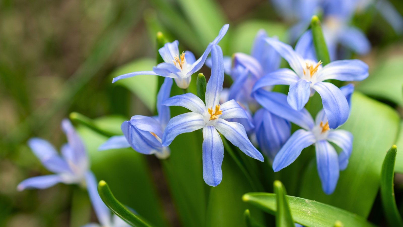 Star-shaped blue Chionodoxa luciliae, one of the longest-flowering bulbs, blooms brightly with white centers against slender green leaves.