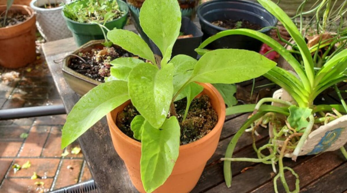 Longevity spinach