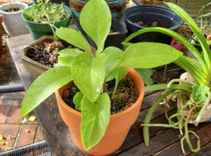 Longevity spinach